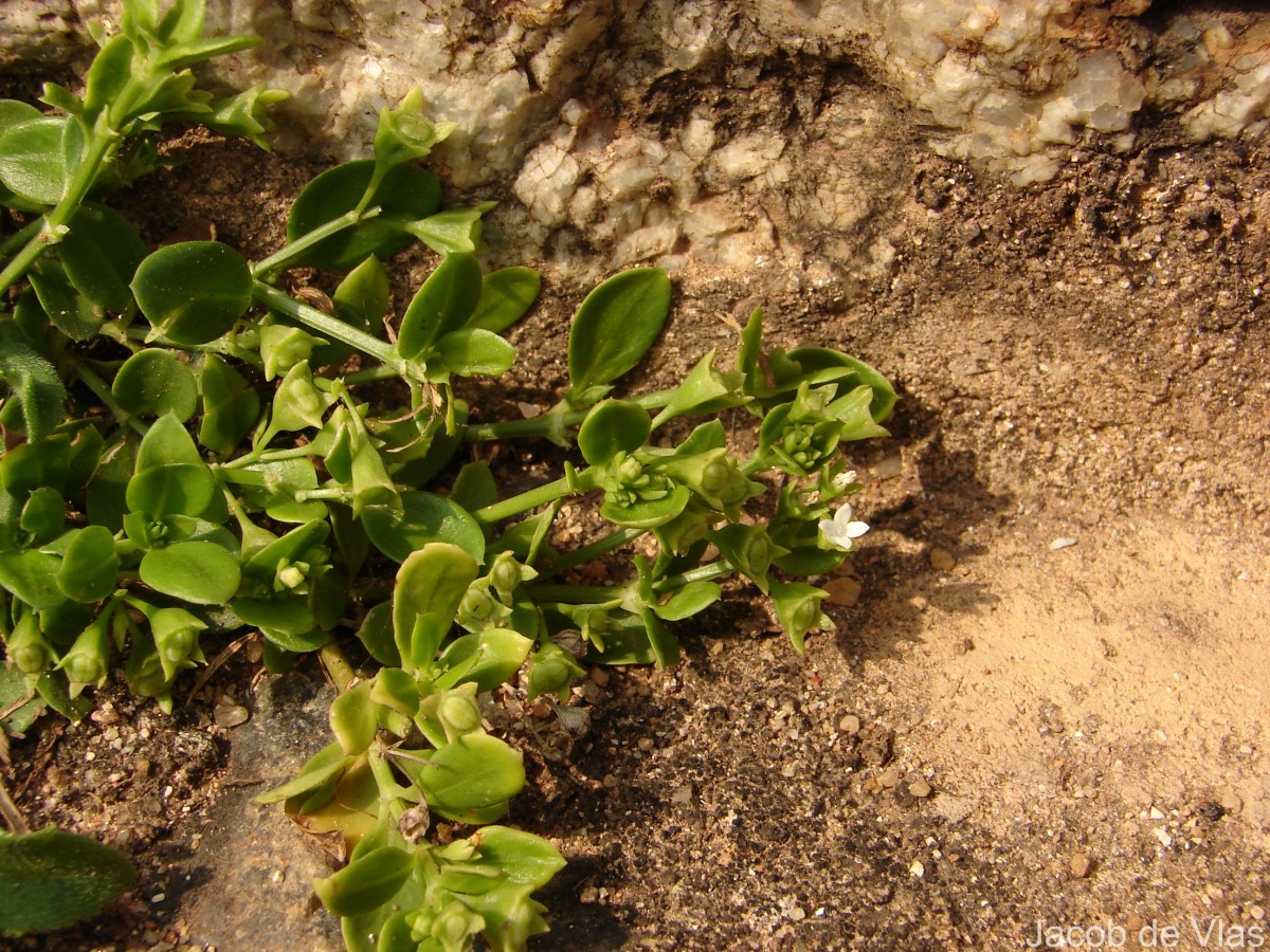 Leptopetalum biflorum (L.) Neupane & N.Wikstr.